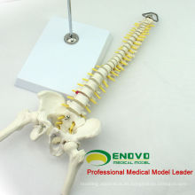 SPINE08 12381 Medical Science Table Display Esqueleto flexible Spine Modelo de educación Pelvis y media pierna